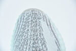 ADIDAS YEEZY BOOST 350 V2 "BLUE TINT" B37571 - Image 6